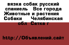 вязка собак русский спаниель - Все города Животные и растения » Собаки   . Челябинская обл.,Сатка г.